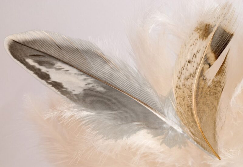 Storing and Preserving Feathers